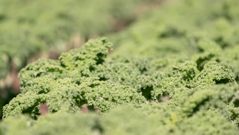 shot-of-kale-in-field