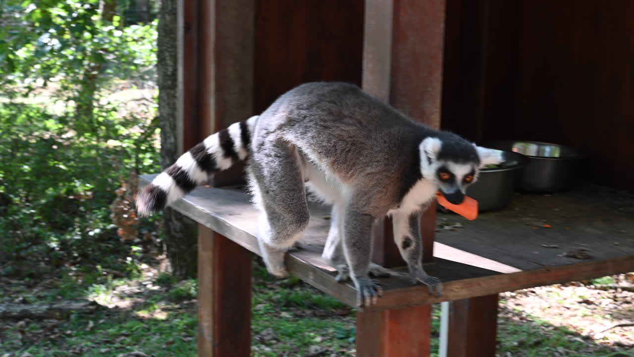 un lémur camina al borde de un refugio de madera para comer una zanahoria, observación del zoológico