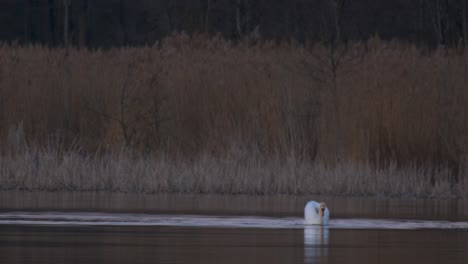 mute swan cygnus olor far in lake in evening