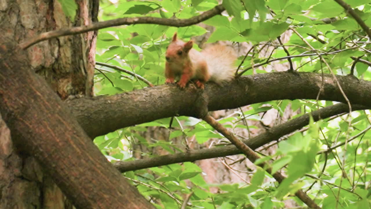 Squirrel perched on tree branch surrounded by lush green leaves in forest, highlighting natural wildlife behavior, outdoor environment, and woodland habitat detail under soft daylight