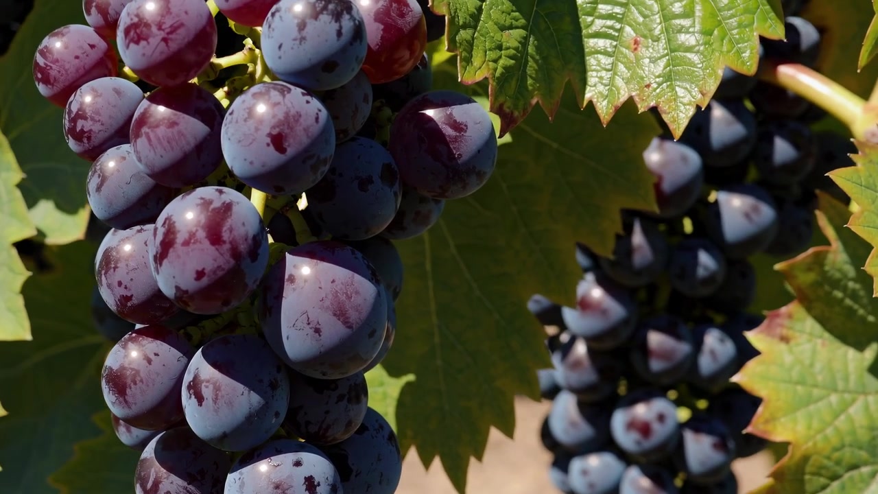 Vista aerea di un vigneto e di una cantina, seguita da primo piano di uva matura