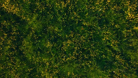 Bird's Eye View Of Green Field With Yellow Flowers - Drone Shot