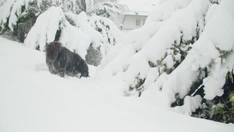 Wide-shot-of-a-cute-dog-digging-in-the-snow