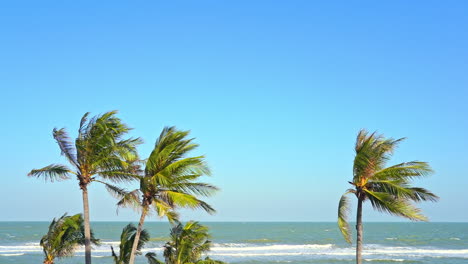palmeras sacudidas por el fuerte viento y el mar de fondo