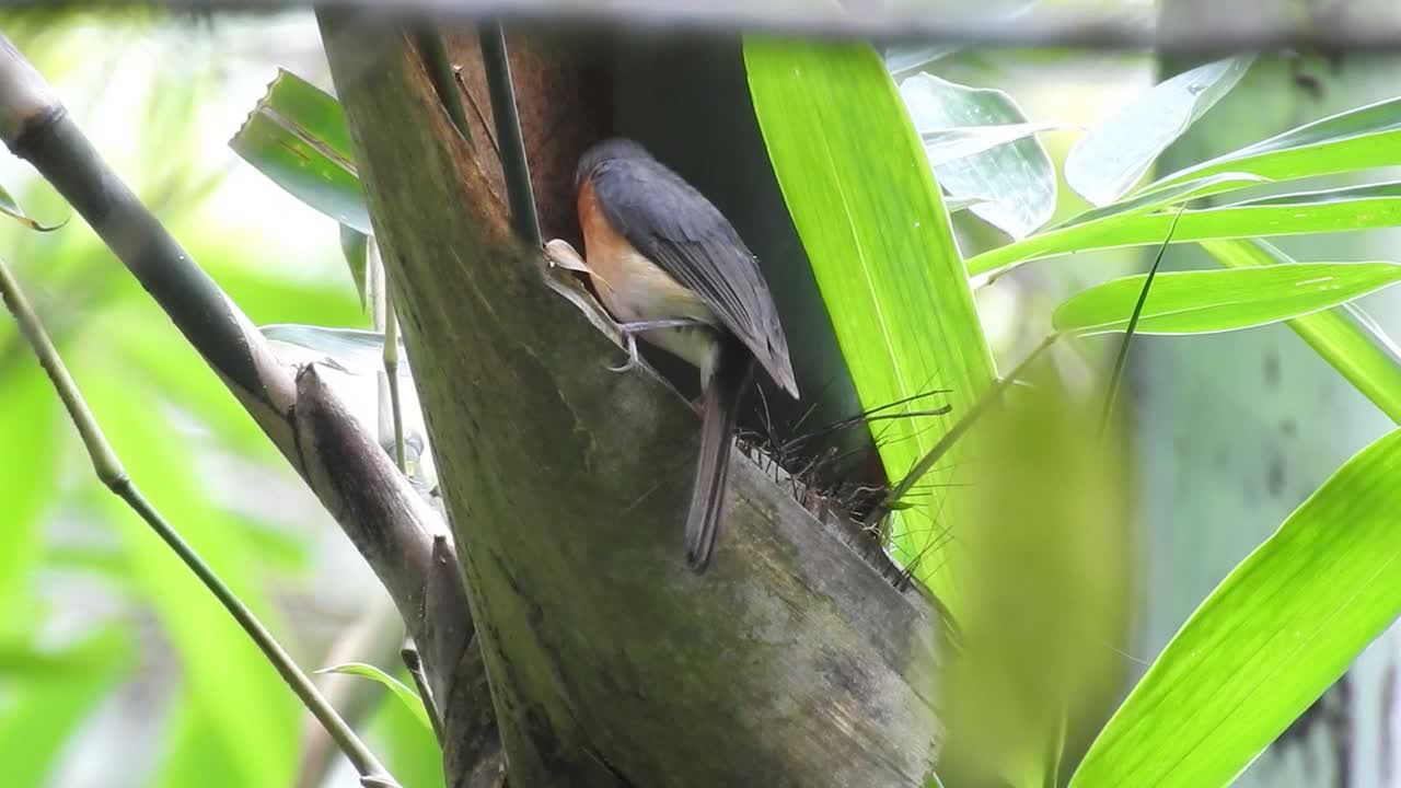 la vista de un pájaro cazaflies que viene al nido para traer comida para sus crías