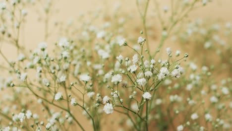 video of multiple white flowers and copy space on yellow background