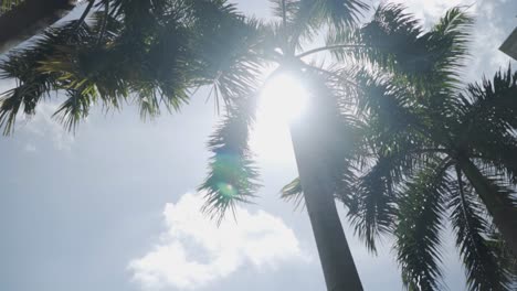 Sunny-Canopy-Of-Palm-Trees-In-Front-Of-National-Gallery-In-Singapore