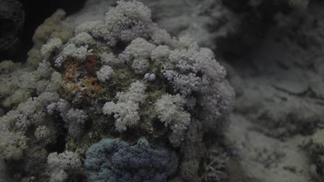 goniopora, a menudo llamado coral maceta, es un género de coral pétreo colonial que se encuentra en el mar rojo es un coral enigmático que ha capturado la fantasía de muchos aficionados a los arrecifes