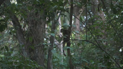 Capuchin-Monkey-climbing-up-a-tree-in-the-middle-of-the-forest-in-Tayrona,-Colombia