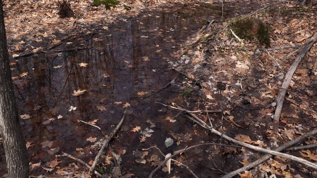 A large puddle of water on the ground in a forest during spring, with many dead leaves and branches. You can also see a few tree trunks.