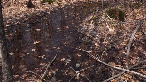 a large puddle of water on the ground in a forest during spring, with many dead leaves and branches. you can also see a few tree trunks.