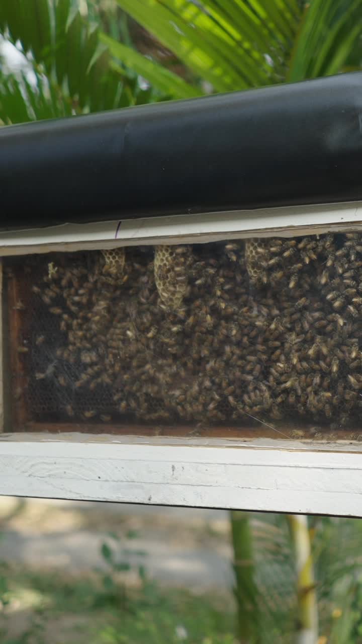 Bees in a observation hive
