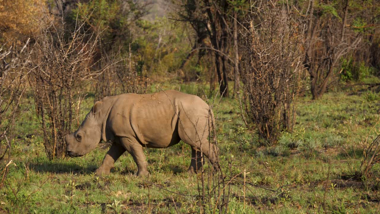 Rhinoceros calf grazes green grass between dry then seeks protection in mother's shadow