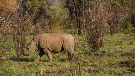 rhinoceros calf grazes green grass between dry then seeks protection in mother's shadow