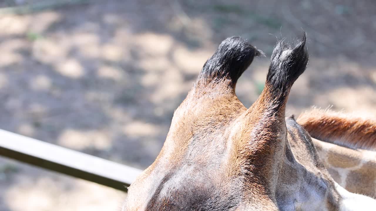 지라프의 머리와 목