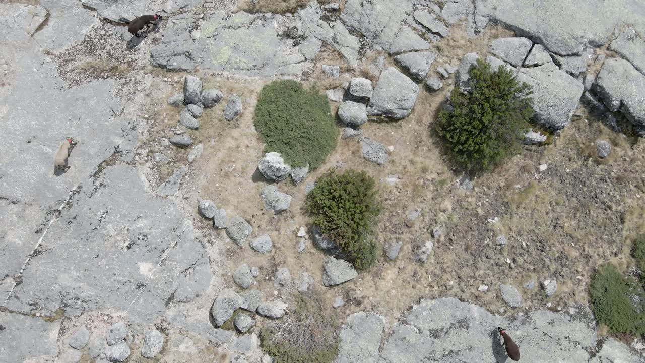drone se eleva sobre cabras caminando sobre piedra en las montañas