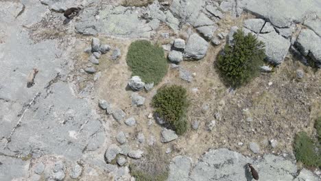 drone rises over goats walking on stone in the mountains