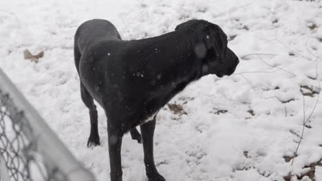 snowing falling on first day of spring or winter looking at black lab dane labradane dog on other side of chain link fence as dog looks back then back to camera