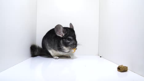 closeup of a black velvet chinchilla while feeding inside the white box