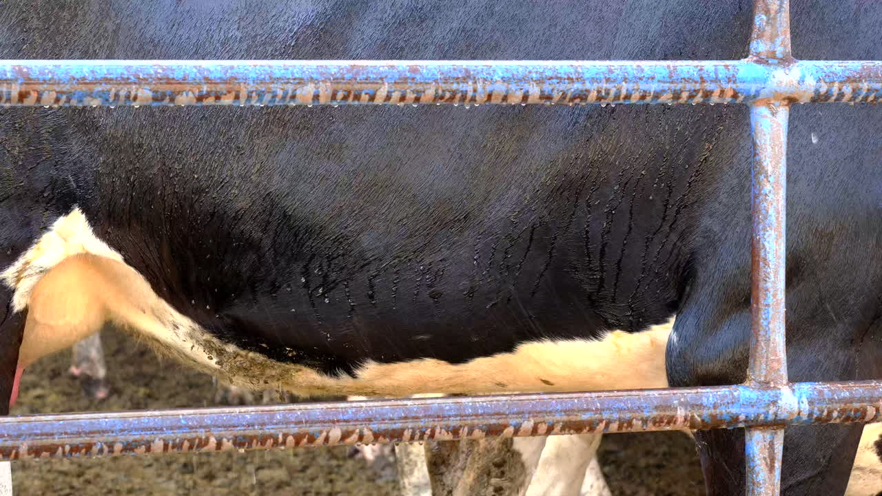 Barnside Nurture: Caring for Calves with Love