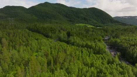 fir forest near asphalt road and valleys in norway, europe
