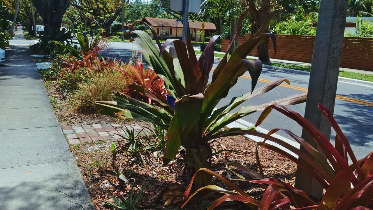 Lysende tropiske bromeliaer og blade pryder en solrig fortovsgade i Florida