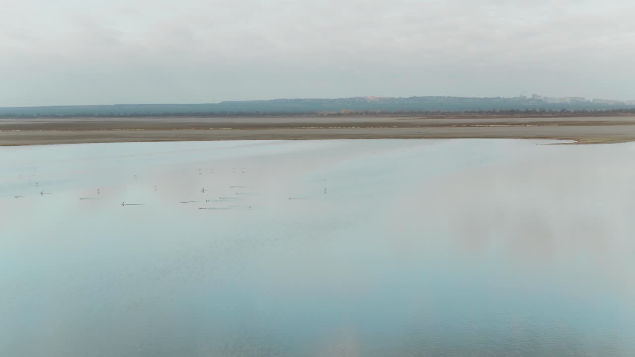 vista aérea de un lago tranquilo con aves