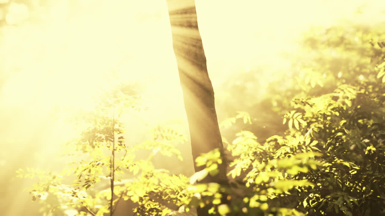 안개 숲에서 마법의 빛