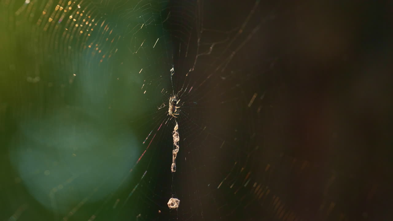 ⁇ 빛의 열대우림에서 작은 거미가 웹을 짜고 있습니다. 작은 생물의 거시적 시각.