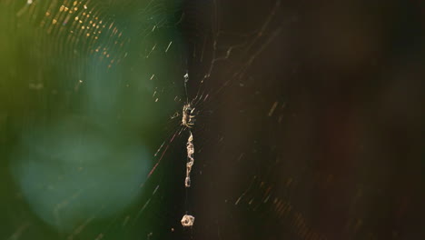una pequeña araña tejiendo una telaraña en la selva tropical a la luz del sol. vista macro de una pequeña criatura.