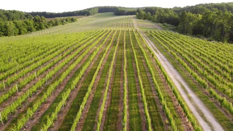 Reihen-Grüner-Weinberge-Im-Leelanau-County,-Traverse-City,-Michigan-Bei-Tag