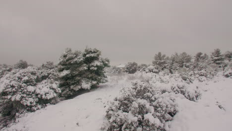 paisaje invernal estacional idílicos árboles de ladera cubiertos de nieve durante la ventisca helada