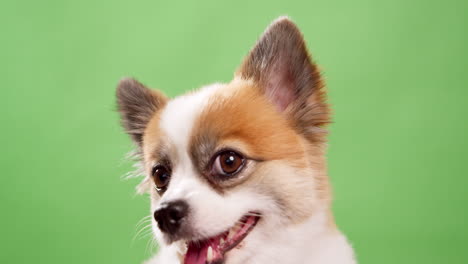 retrato del lindo cachorro esponjoso de pomeranian spitz