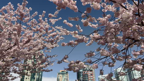 pan of cherry tree blossoms at a sunny day in vancouver, with skyscrapers