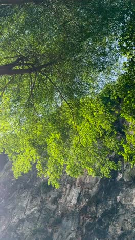 A rugged limestone cliff with caves, greenery, framed by tree branches on a sunny day. A famous location for rock climbing in Malaysia.