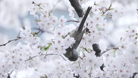 brown-eared bulbul perching on the branch of a sakura tree while feeding in tokyo, japan