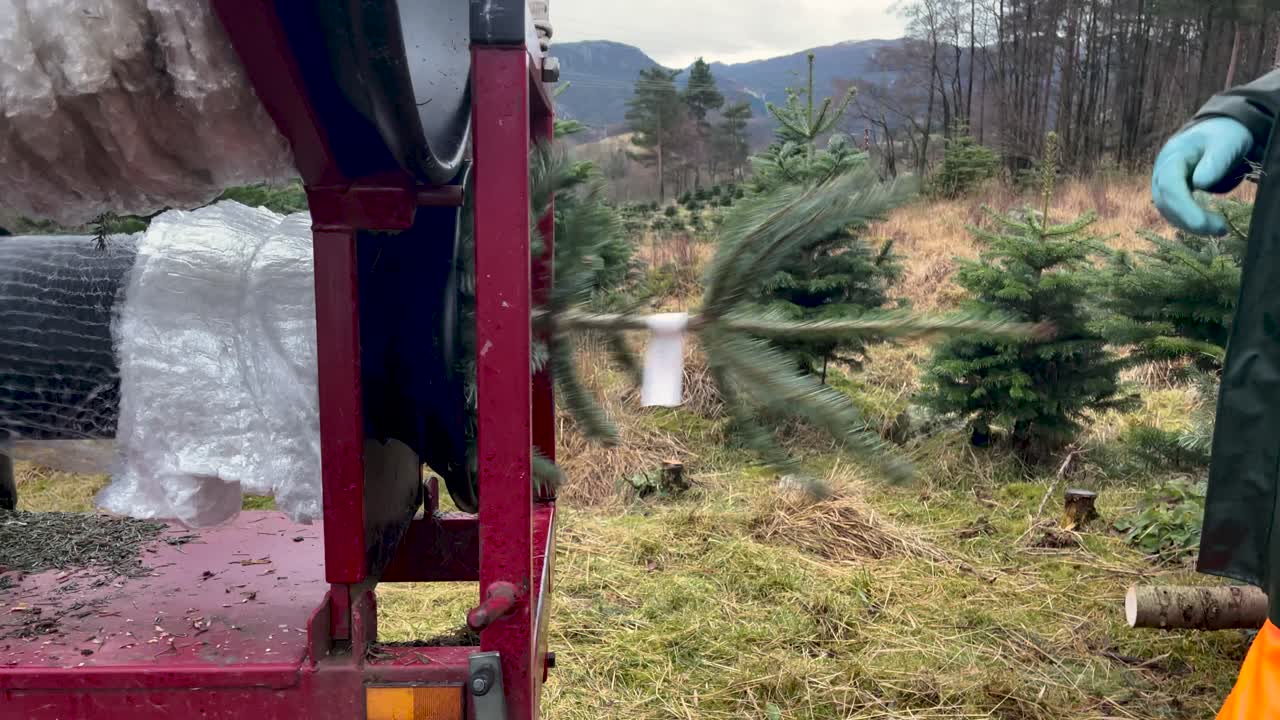 Christmas trees being packed by a worker with machinery in Norway