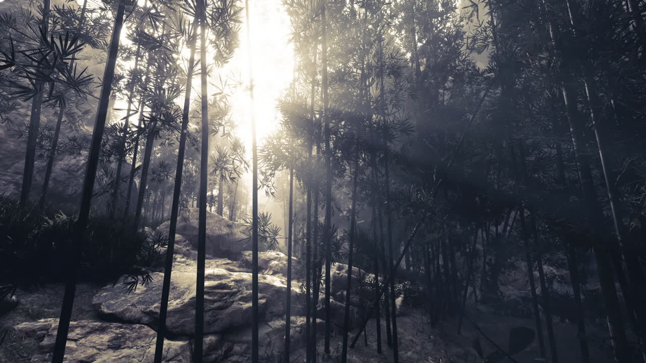 웅장한 빛이 조용한 숲 속에서 높은 나무들을 가로질러 필터링합니다.