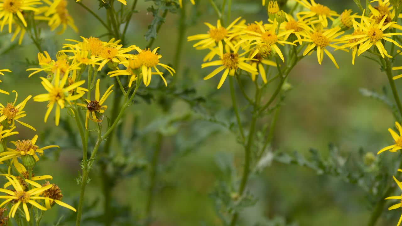 Yellow ragwort flowers gently moving in daylight, shallow depth of field, natural outdoor setting