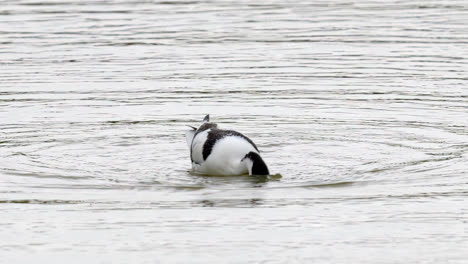 Avoceta-Aves-Marinas-Zancudas-Alimentándose-De-Las-Marismas-De-Las-Marismas-De-La-Costa-De-Lincolnshire,-Reino-Unido