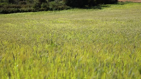 lush green field under bright sunlight