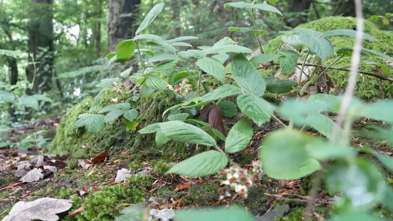 活気に満ちた, 森林, 森林, 風景, 生態学, 葉, 木, 植生, 台車, 左, 地面, レベル