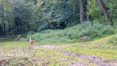 Tres-Jóvenes-Ciervos-De-Cola-Blanca-Juegan-Enérgicamente-Mientras-Un-Adulto-Camina-Con-Gracia-Por-El-Sendero-En-Los-Bosques-Del-Medio-Oeste-Superior