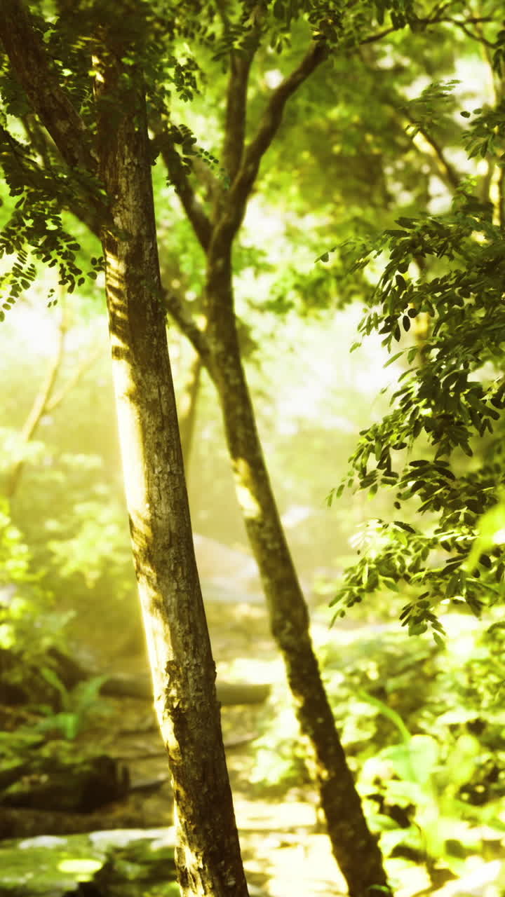 Exploring a vibrant forest path illuminated by gentle sunlight in nature