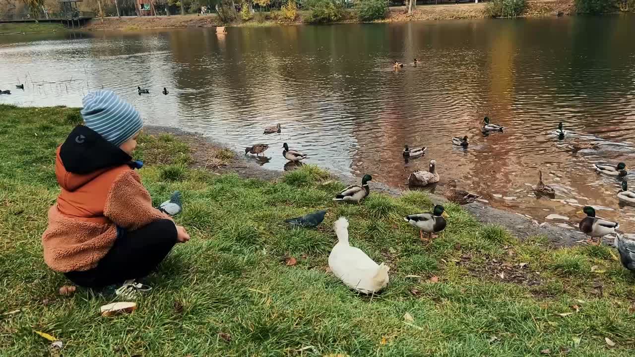Child feeding ducks and pigeons by the pond