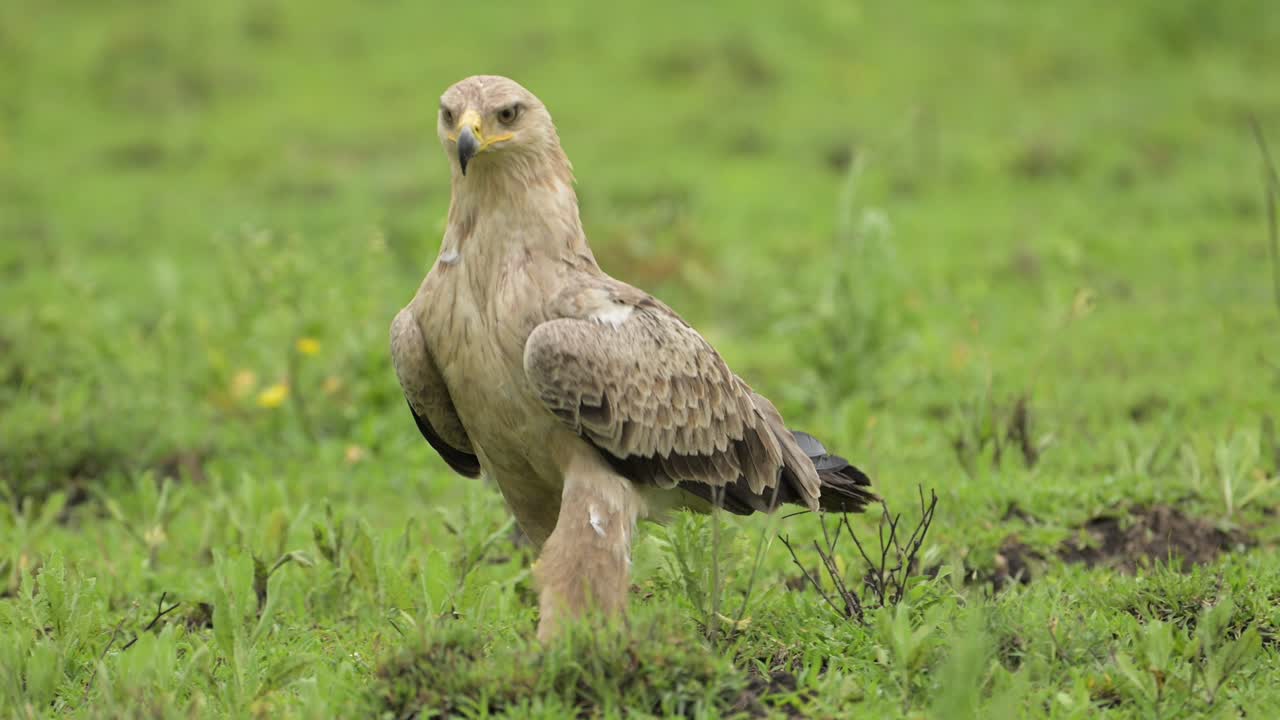 águila amarilla pájaro de presa africano en el parque nacional serengeti en tanzania en áfrica, primer plano de caminar y comer en la hierba verde de las aves africanas en el safari de vida silvestre africano animales de juego