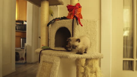 Curious-and-playful-siamese-kitten-in-cat-tower,-medium-shot-truck-left