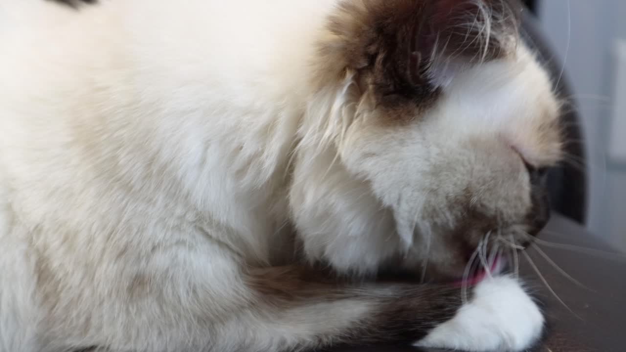 triste rogdoll gatito gato lamiendo su brazo y luego mira hacia adelante