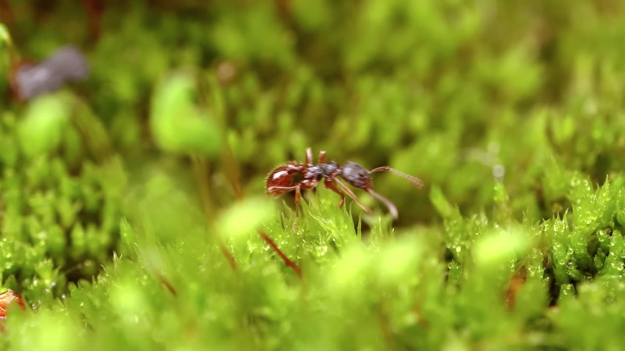 야생의 개미 클로즈업입니다.
