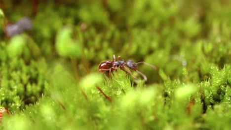 un primer plano de hormigas en la naturaleza.